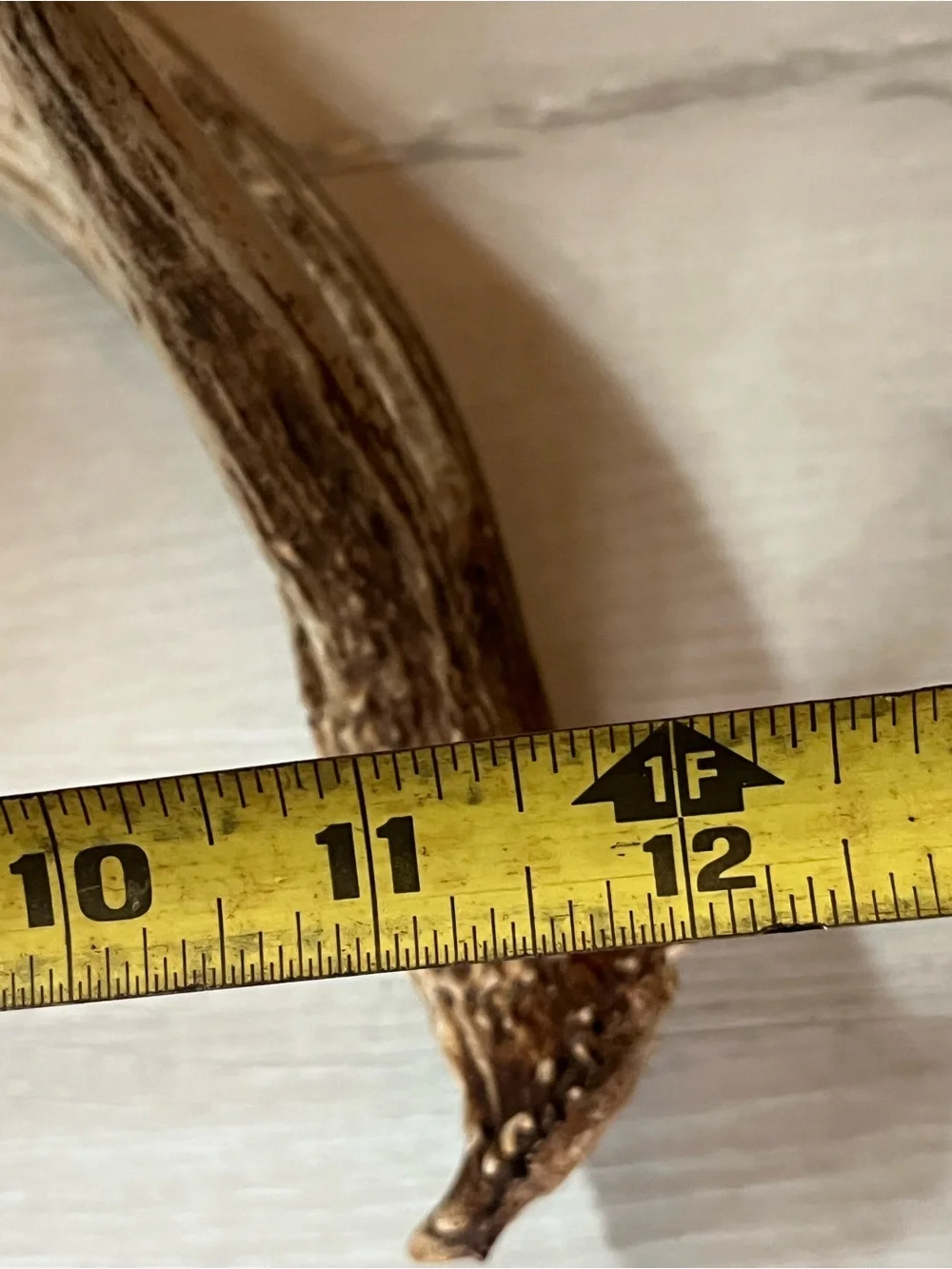 Natural Brown and Cream Deer Antler Wall Accent
